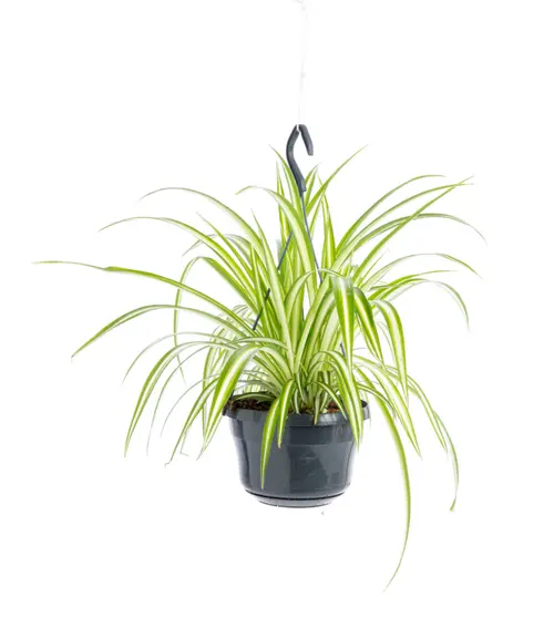 Chlorophytum comosum (phalangère) vert suspension. Le pot Ø 14 cm