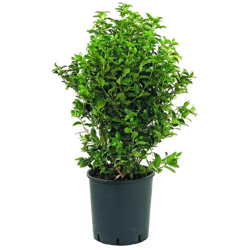 Laurier-tin (VIBURNUM TINUS EVE PRICE) Le pot de 18 litres