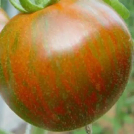 Biologische en reproduceerbare zaden van Tomaat Black Zebra