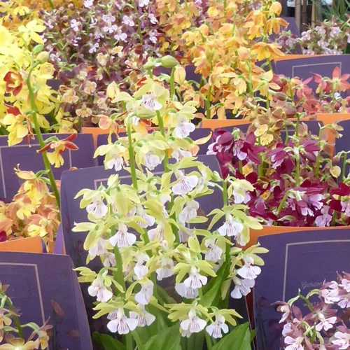 Orchidee Vivace Calanthe - Le pot de 12 cm