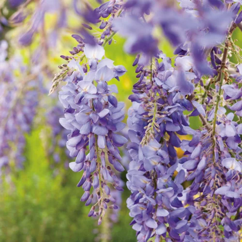 Glycine SINENSIS BLEU. Le pot de 1,3 litres