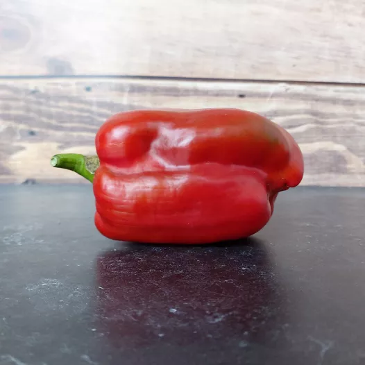 Paprika Yolo Wonder | Biologische en reproduceerbare zaden