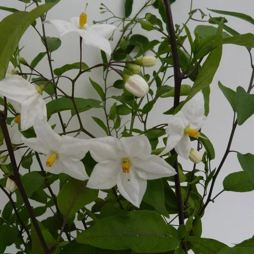 Solanum Jasminoides blanc. Le pot de 5 litres