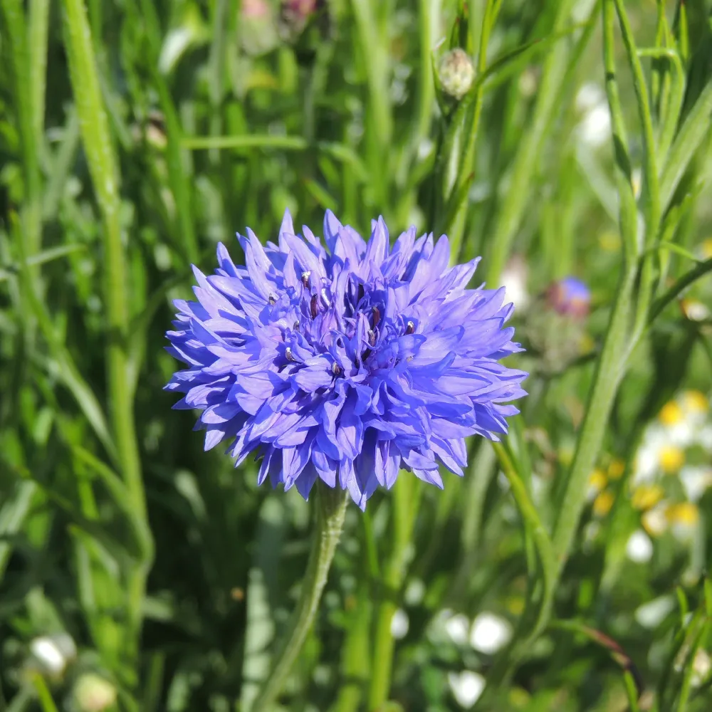 Bleuet champêtre Blue Boy Centaurea cyanus Blue Boy