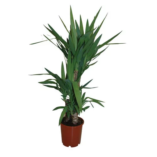Yucca. Le pot de 11 cm