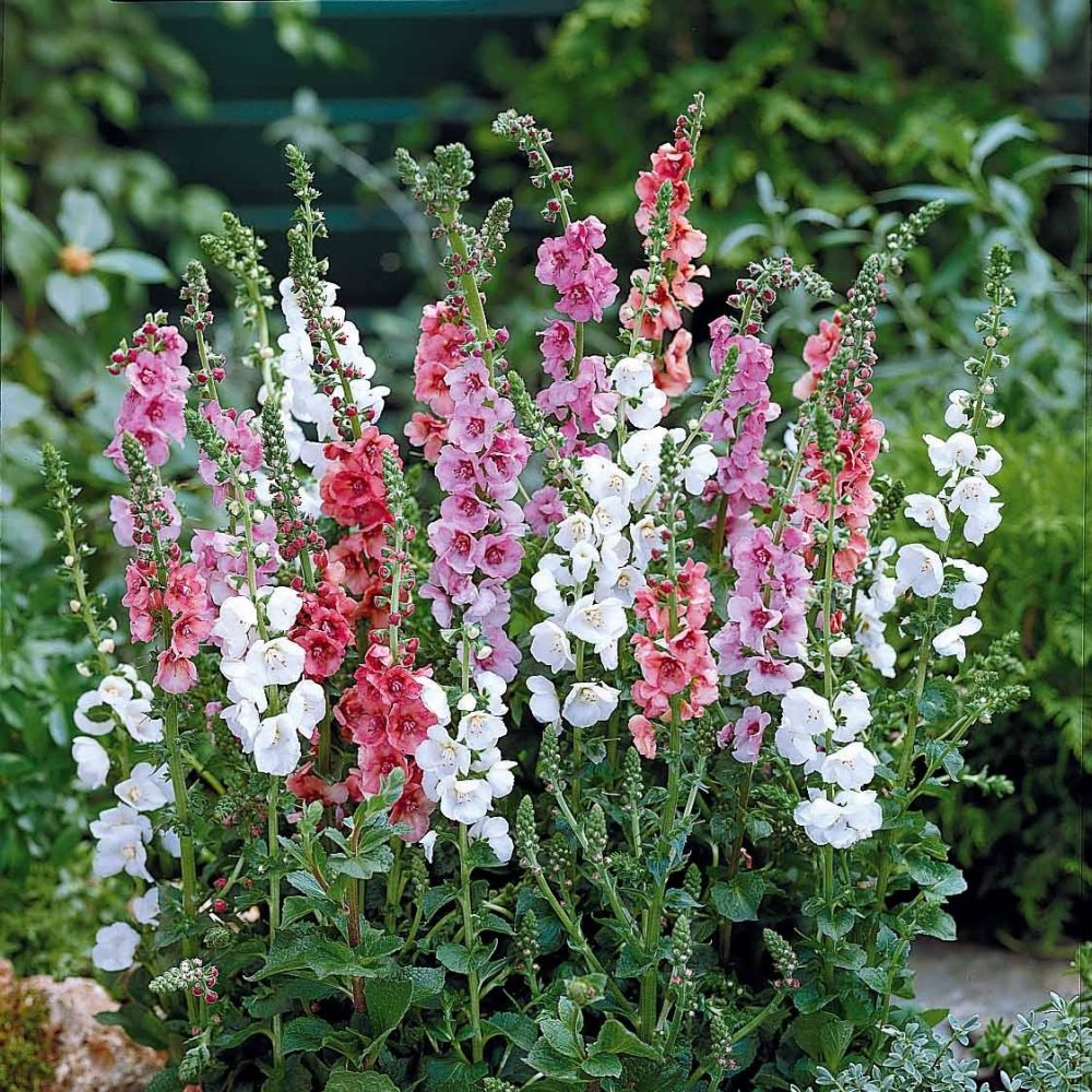 2 Molene en melange Verbascum phoeniceum
