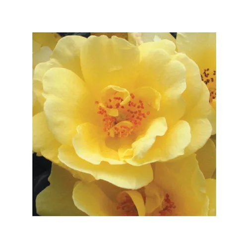 Rosier suneva jaune avec pot bleu de 5 L
