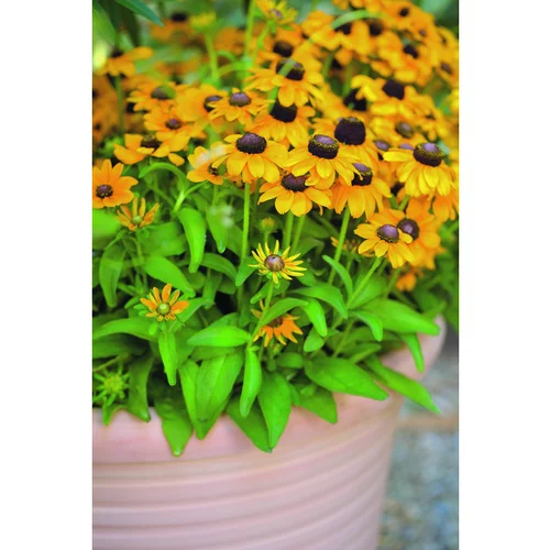 Rudbeckia annuel - Le pot de 2,5 litres