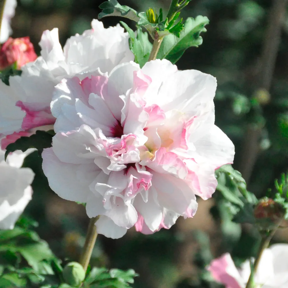 Hibiscus de jardin French Cabaret® Pastel Hibiscus syriacus French Cabaret ® Pastel Mindoub1