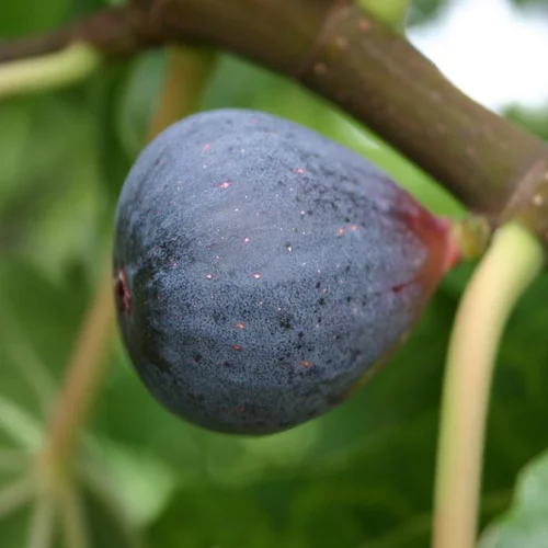 Figuier Noire De Caromb. Le pot de 5,5 litres