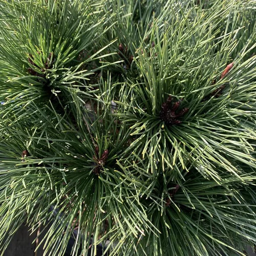 Pin noir ou Pinus nigra Brepo. Le pot de 18 litres