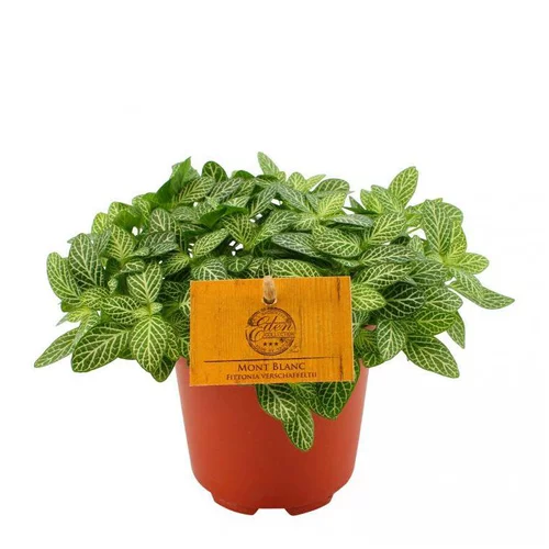 Fittonia Mont Blanc – Pot de Ø15 cm