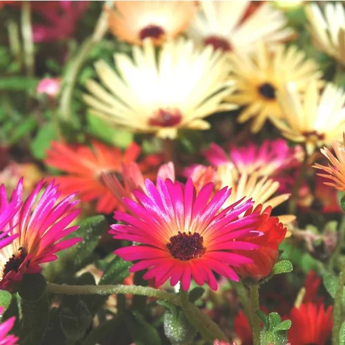Ficoïde ou Dorotéanthe à fleurs multicolores - Le pot de 2,5 litres