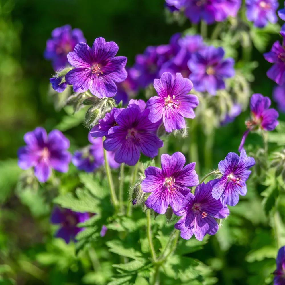 Géranium vivace ibérique Geranium ibericum