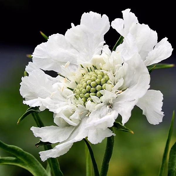 6 x Scabieuse caucasienne | Scabiosa caucasica 'Alba' – godet 9cm x 9cm