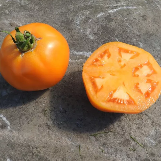 Tomaat Yellow Belgian | Biologische zaden