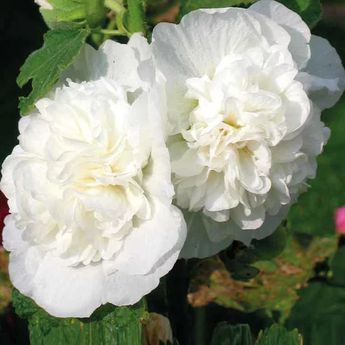 Rose Trémière blanche - Le pot de 9 x 9 cm