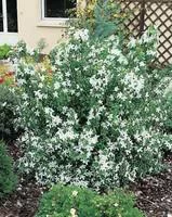 Philadelphus Silver Showers – Pot de 5L