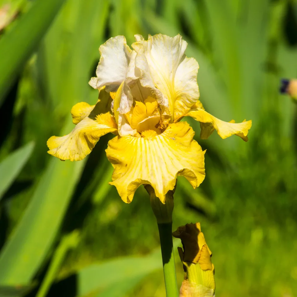 2 Iris de jardin Sangreal Iris germanica sangreal