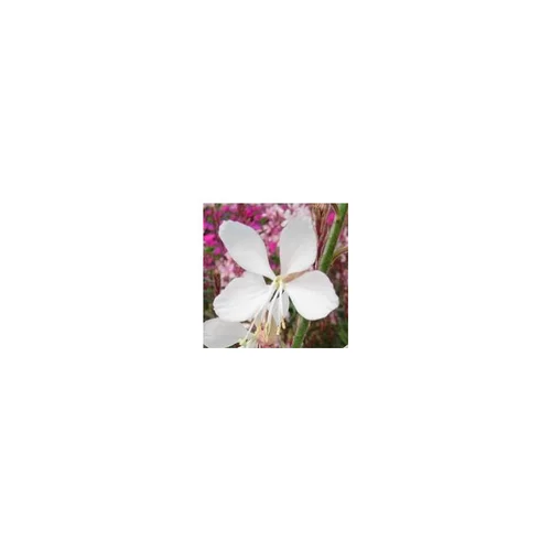 Gaura Lindheimeri - Le pot de 2 litres