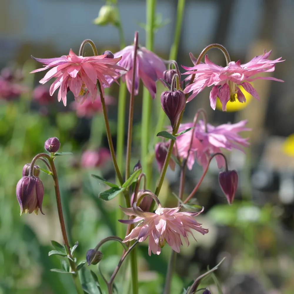 Ancolie des jardins Barlow Rose Aquilegia vulgaris Rose Barlow