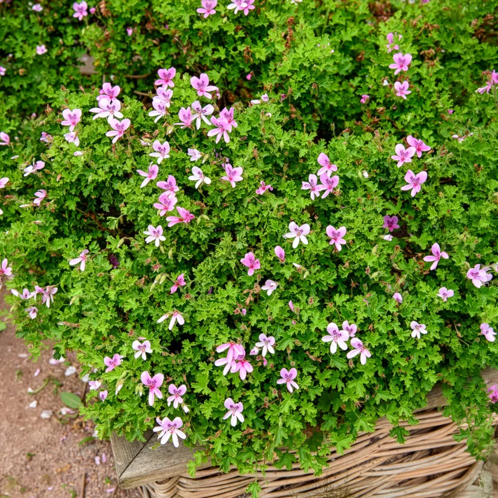 Géranium odorant Pelargonium capitatum