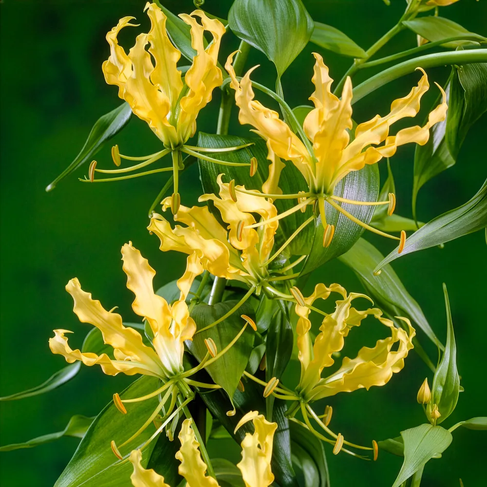 Gloriosa jaune - Lis de Malabar Gloriosa lutea