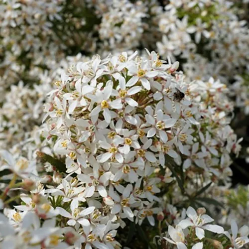 Choisya Ternata White Dazzler touffe. Le pot de 3 litres