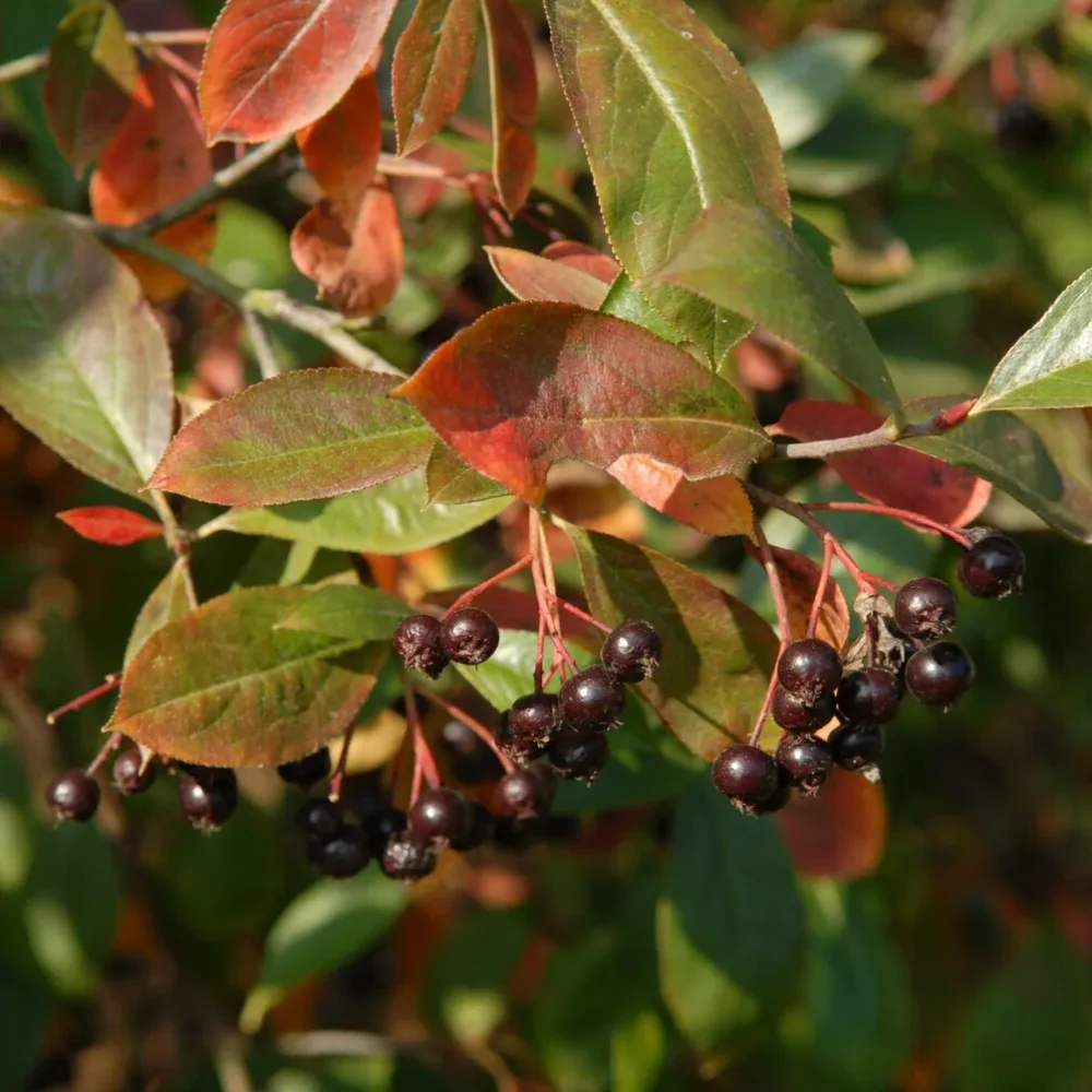 Aronia prunifolia Nero Aronia prunifolia 'nero'