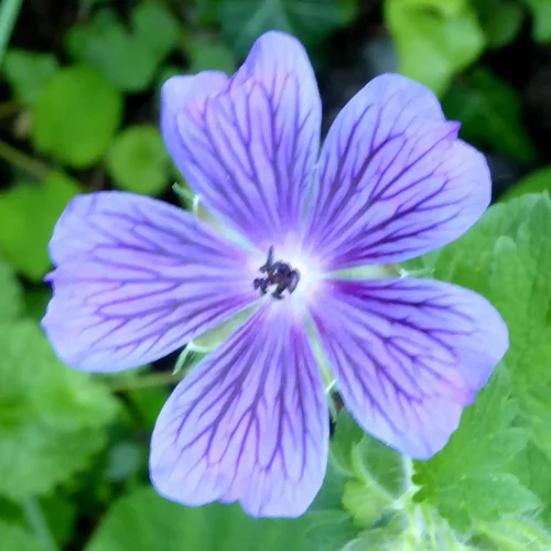Geranium 'Rozanne'® - Le pot de 1,5 litres