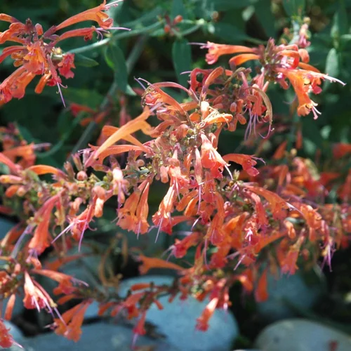 Agastache Variée. Le pot de 3 litres