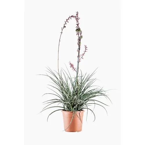 Hesperaloe Parviflora (faux yucca) en pot de 5 L vert