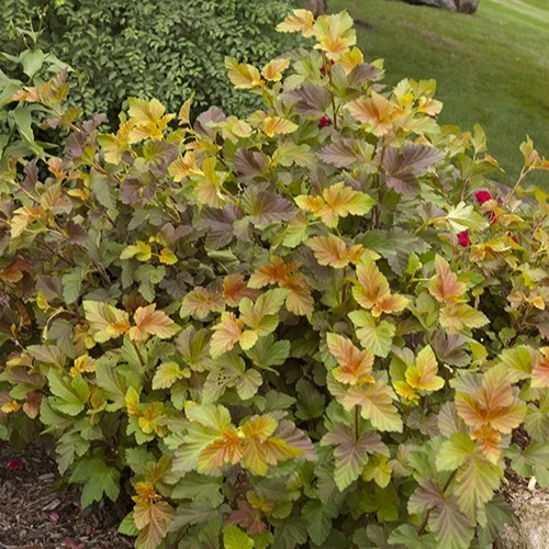 Physocarpe Amber Jubilé® Jefam Physocarpus opulifolius amber jubilee ® 'jefam'