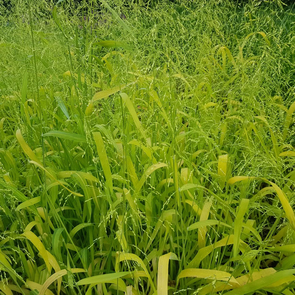 Milium effusum Aureum Milium effusum aureum