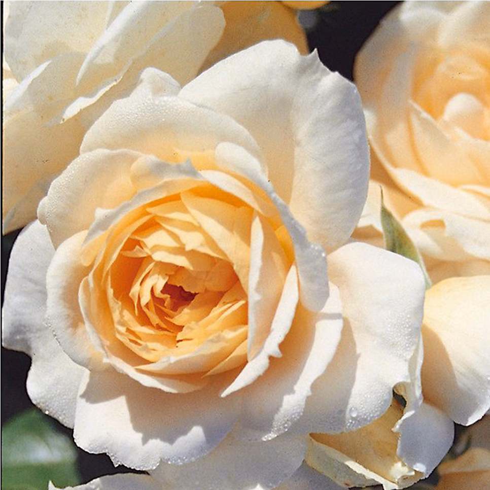 2 x Kordes Rose des fées | Rosa 'Lions – Rose'
