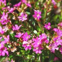 Cuphea Hyssopifolia - Le pot de 1 litre