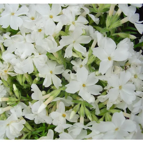 Phlox Nain 'White Delight' - Le pot de 1 litre