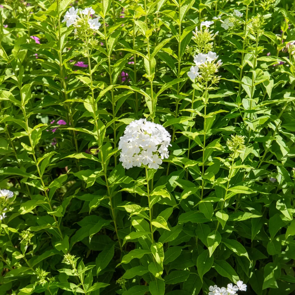 Phlox paniculé Fujiyama Phlox paniculata fujiyama