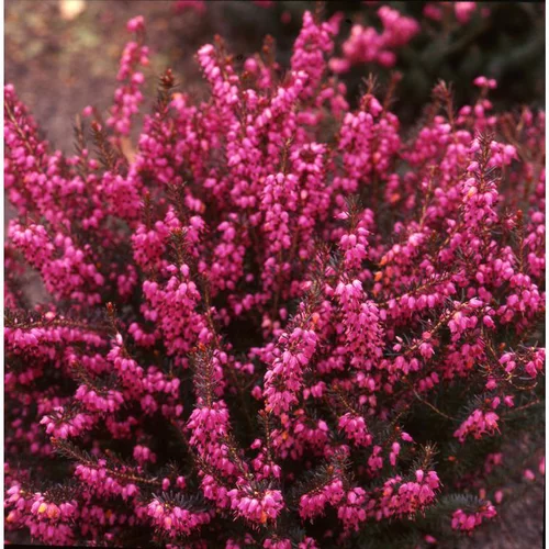 Bruyère d'hiver ou Erica darleyensis à fleurs roses - Le pot Ø 14 cm