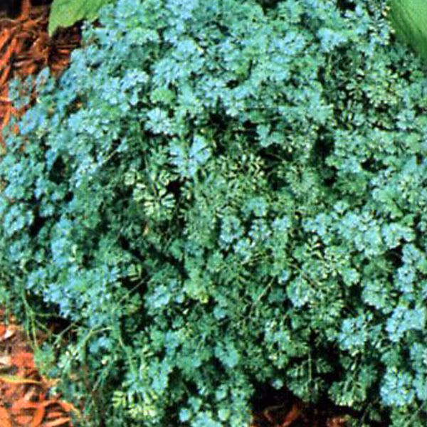 6 x Rue 'Jackman's Blue' – Ruta graveolens 'Jackman's Blue', godet 9cm x 9cm