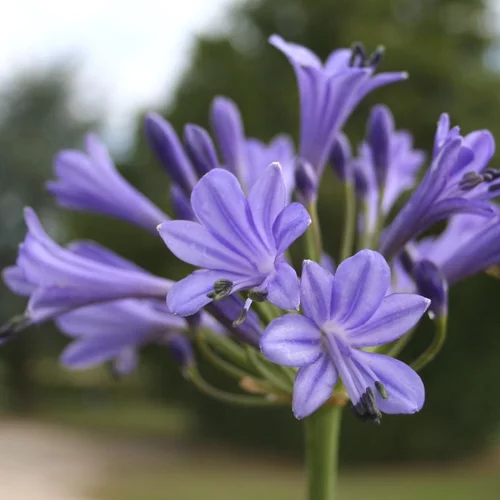 Agapanthe (tubéreuse) à fleurs bleues - Le pot de 2 litres