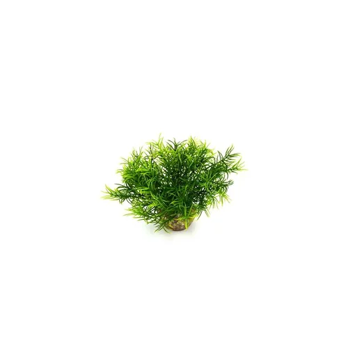 Massif de sprengeri vert en plastique 12 cm