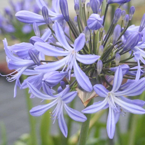 Agapanthe (tubéreuse) à fleurs bleues - Le pot de 10 litres