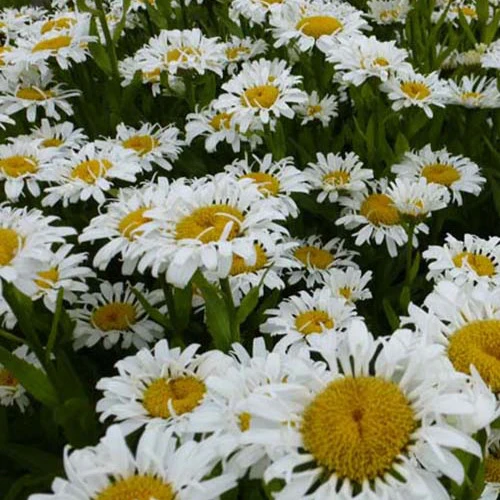 Marguerite d'été Lacrosse Leucanthemum superbum lacrosse