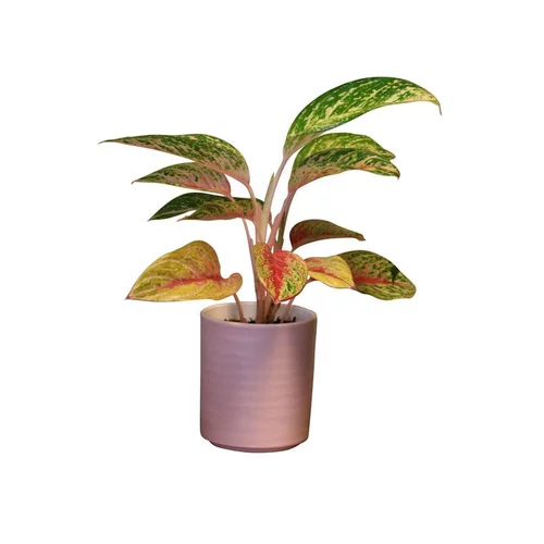 Aglaonéma mix en pot Ø 12 cm