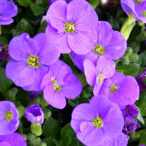 Aubretia - Le pot de 1 litre