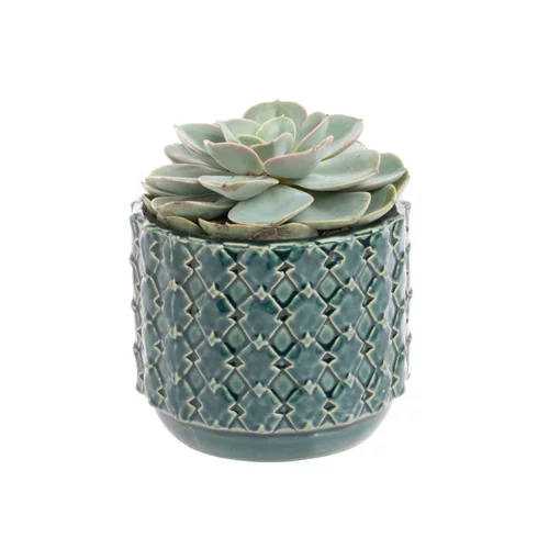Echeveria + cache-pot céramique, Ø12 cm