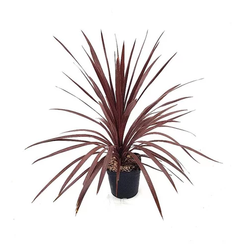 Cordyline australis red star