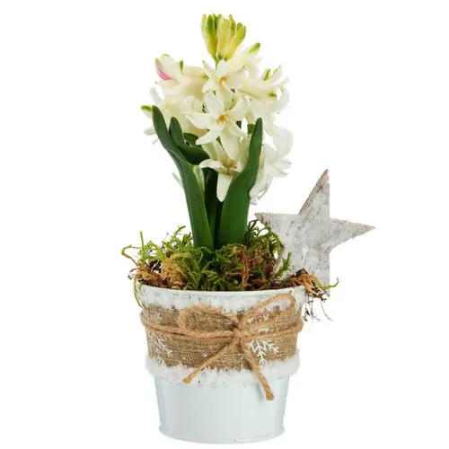 Jacinthe x 1 pot zinc blanc textile - Ø 8 cm