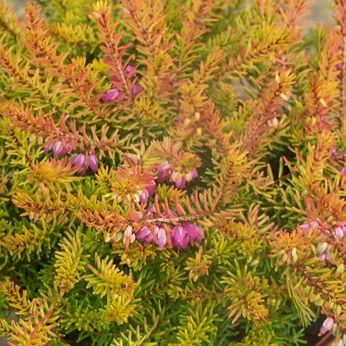 Bruyère d'hiver Mary Helen Erica darleyensis mary helen